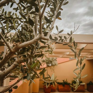 Mansarda degli ulivi. La casa di Carla appartamenti a Portoferraio per vacanze all'isola d'Elba.